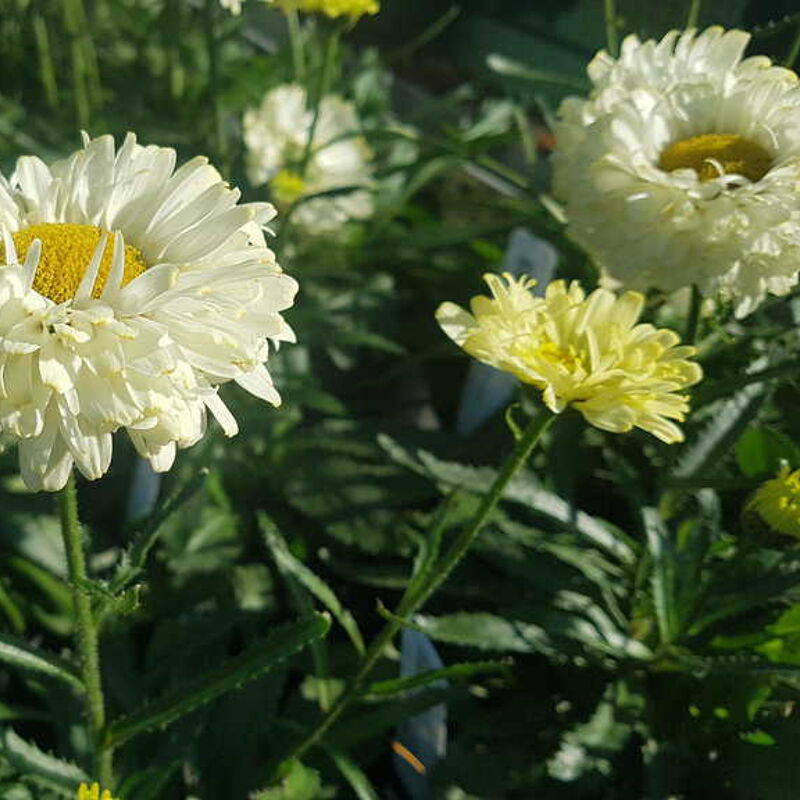 Leucanthemum × superbum 'Real Dream'PBR (Realflor Compact Series) ---